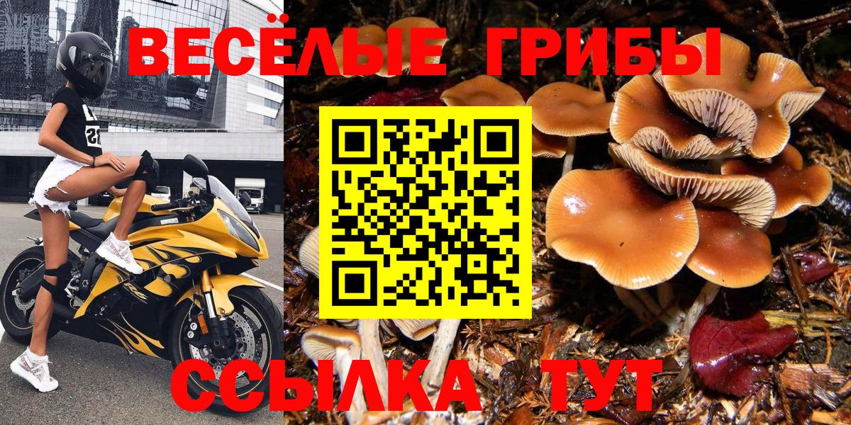 Черняховск  Псилоцибиновые грибы Magic Shrooms  наркотики  Вход с VPN  Псилоцибиновые грибы GOLDEN TEACHER 